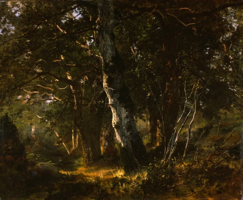 Bosco di Fontainebleau - Artgate Fondazione Cariplo
